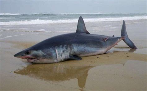 un requin de 10 mètres échoue dans le port de Tigzirt